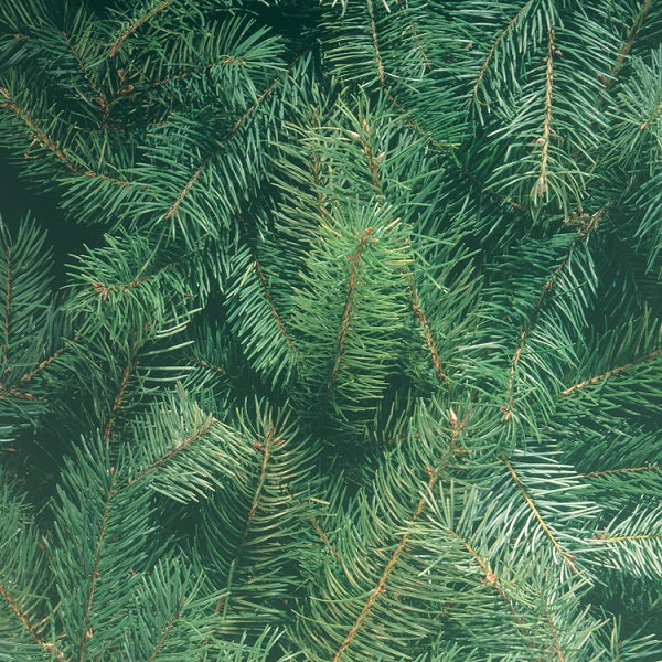 Pine Boughs Paper - Hot Off the Press image 0
