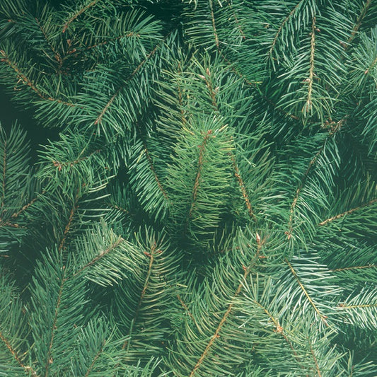 Pine Boughs Paper - Hot Off the Press image 0