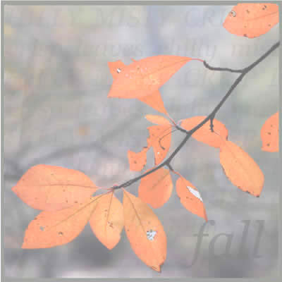 Fall 12 x 12 Paper/Jeffrey Keesee - Carolees Creations/Adornit image 0